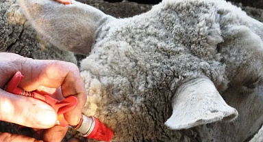 Kırklareli'nde Koyun Keçi Çiçeği Hastalığı: 28 Günlük Hayvan Giriş Çıkış Yasağı!