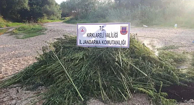 Kırklareli'nde Jandarma Kenevir Üretimine Darbe Vurdu, 7 Kişi Gözaltında!