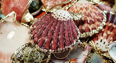 Sahilden Toplanan Deniz Kabuklarıyla Yaratıcılığınızı Konuşturmanın Tam Zamanı!