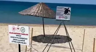 Saros'ta caretta caretta yuvası, korumaya alındı