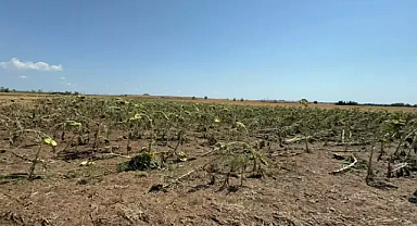 Tekirdağ'da tarım alanlarında dolu ve rüzgar zararı