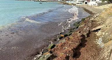 Tekirdağ sahilini kırmızı yosun kapladı