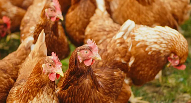 Kümes Hayvancılığı Üretiminde Artış Devam Ediyor: Tavuk Eti ve Yumurta Üretimi Yükseldi