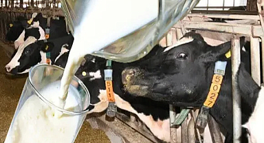 Ulusal Süt Konseyi Toplantısından Beklenen Fiyat Artışı Gelmedi