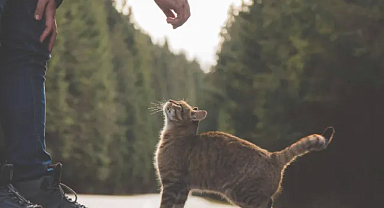 Uluslararası Kedi Günü: Kedilerin Gizemli Dünyası, Hayatımızdaki Yeri ve Önemi