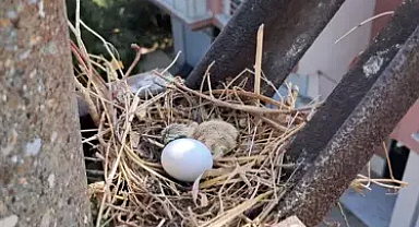 Elektrik direğindeki kumru yuvası nedeniyle çalışma ertelendi