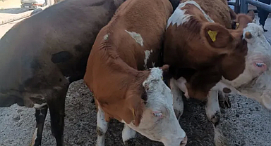 Kırklareli'de Kaçak Büyükbaş Hayvan Taşınması Engellendi