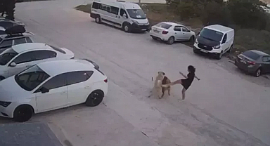 Sokak köpeğinin saldırısına uğrayan köpeğini kurtardı; o anlar kamerada