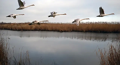 Sonbaharda Kuş Gözlemi ile Doğanın Büyüleyici Göçüne Tanıklık Edin!