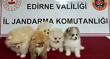 Edirne'de yurt dışından kaçak sokulan 5 cins yavru köpek ele geçirildi