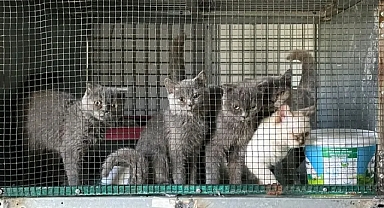 Lüleburgaz'da Kaçak Kedi Yetiştiriciliğine Rekor Ceza!