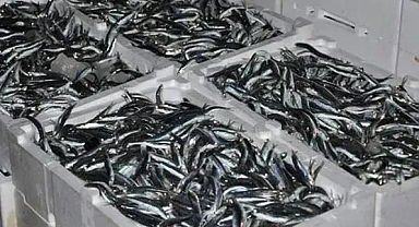 Kırklareli'de Hamsi Avcılığı Rekor Seviyelere Ulaştı: 1,5 Milyon Kilogram Hamsi Karaya Çıkarıldı