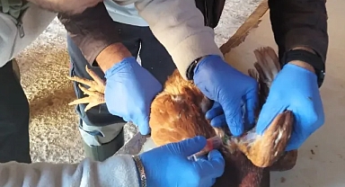 Pınarhisar'da Kuş Gribi Taramaları Düzenli Olarak Yapılıyor