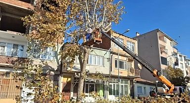 Sonbahar’a Merhaba! Ağaç Budama Sezonu Lüleburgaz'da Başladı