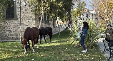 Tekirdağ’da başıboş 3 at, kent merkezine indi