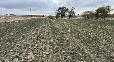 Trakya'nın 'sarı altın çiçeği' kanolayı kuraklık vurdu