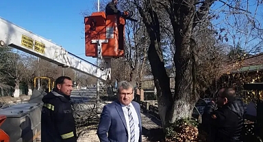 Alpullu'da Elektrik Hattı Güvenliği İçin Ağaç Budama Çalışması