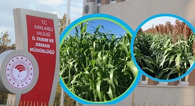 Kırklareli'nde Silajlık Sorgum-Sudan Otu Tohumu Desteği Başlıyor