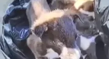 Edirne'de yavru köpekler poşet içinde çöpe atıldı; 2 gözaltı