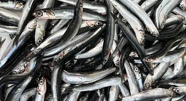 Karadeniz Hamsisi İğneada'da Bereket Saçıyor