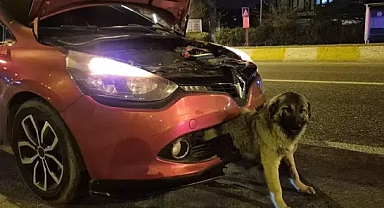 Kendisine çarpan otomobilin tamponuna sıkışan köpeği itfaiye kurtardı