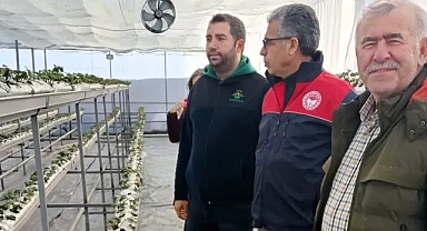 Lüleburgaz'da Modern Seralarda Çilek Üretimi Başladı