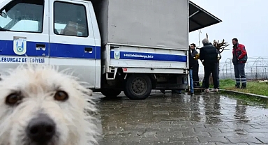 Lüleburgaz’da Sokak Hayvanları İçin Büyük Dayanışma: 3 Ton Mama Teslim Edildi