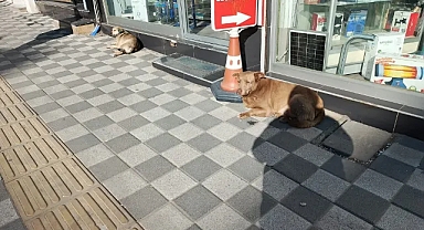 Taco ve Safinaz, Karaumur Caddesi’nin Sevimli Çifti Gönülleri Fethediyor!