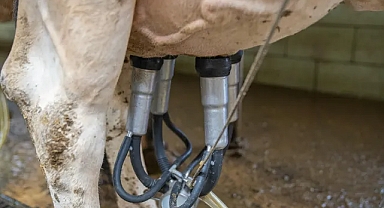 TÜİK Verilerine Göre Kasım 2024'te Süt ve Süt Ürünleri Üretimi Arttı