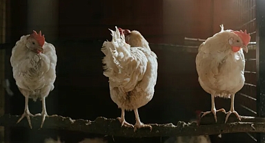 Türkiye'nin Kasım 2024 Kümes Hayvancılığı Verileri Açıklandı