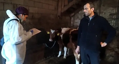 Demirköy'de Hayvan Küpe Kontrolleri Düzenli Olarak Yapılıyor