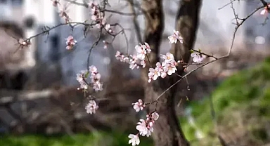 Edirne'de 'yalancı bahar'a aldanan meyve ağaçları çiçek açtı