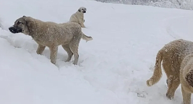 Kırklareli'nin Yüksek Kesimlerindeki Hayvanları Unutma!