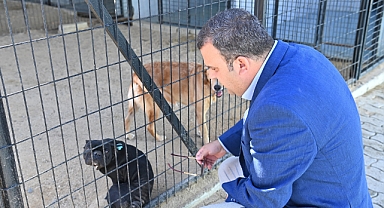 Süleymanpaşa Belediyesinden Sokak Kedilerine Şefkat Eli