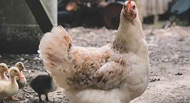 Türkiye'de Tavuk Eti ve Yumurtası Üretiminde Önemli Değişiklikler