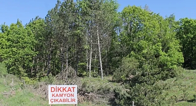 3 Mart Dünya Yaban Hayatı Günü: Koruma ve Farkındalık Zamanı!