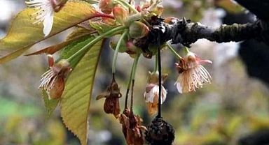 Kırklareli İl Tarım ve Orman Müdürlüğü'nden Üreticilere Önemli Uyarı