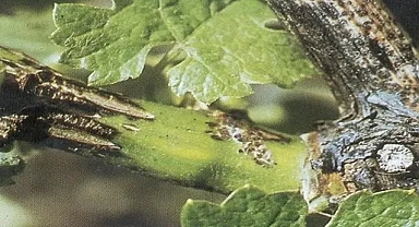 Kırklareli İl Tarım ve Orman Müdürlüğünden Üzüm Üreticilerine Kritik Uyarı