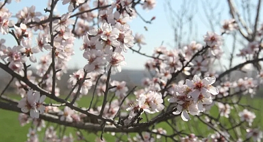 Kırklareli'nde Badem Ağaçları Çiçek Açtı; Doğada Görsel Şölen