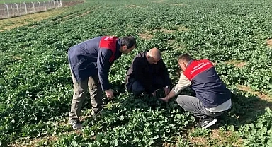 Kırklareli'nde Tarımsal Takip: Kanola Gözlemleri ve Süne Survey Çalışmaları Sürüyor