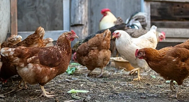 Türkiye'nin Ocak 2025 Kümes Hayvancılığı Üretimi Verileri Açıklandı