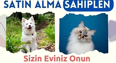 Vize Belediyesi'nden Sokak Hayvanları İçin Sahiplendirme Çağrısı