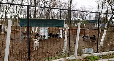 Edirne'de sokak hayvanları için 72 dönümlük 'doğal yaşam alanı' oluşturuluyor