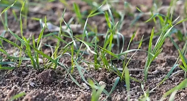 Edirne Ziraat Odası'ndan buğdayda kök hastalığına karşı ilaçlama uyarısı