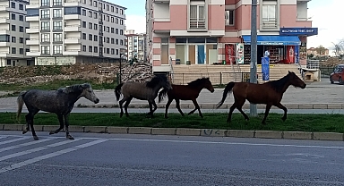 Kırklareli Sokaklarında Başıboş At Sorunu, Sürücüler ve Vatandaşlar Şikayetçi