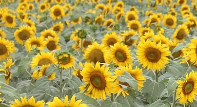 Türkiye'de Tarım Üretici Fiyatları Şubat Ayında Yükseldi; Tarım-ÜFE Yıllık Yüzde 29,89 Arttı