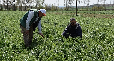 BÜYÜKŞEHİR'DEN ÜRETİCİLERE YEM BİTKİSİ DESTEĞİ