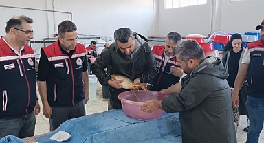 Edirne’de bu yıl 10 milyon 500 bin balık yavrusu üretilmesi planlanıyor