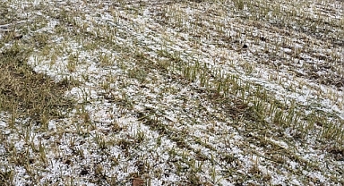 Edirne'de Dolu Felaketi Sonrası Çiftçi Mağdur!