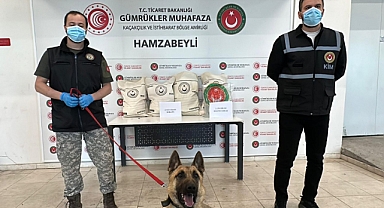 Hamzabeyli'de 50 kilo uyuşturucuyu ‘Bodri’ buldu